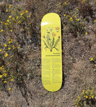 Load image into Gallery viewer, Colonialism - Indigenous Medicine Dandelion Plant Deck in 8.25"
